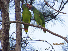 Amazona brasiliensis