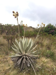 Espeletia grandiflora