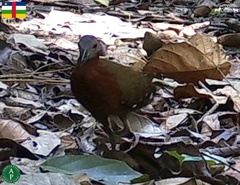 Canirallus oculeus