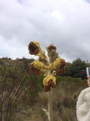 Espeletia grandiflora