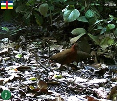 Canirallus oculeus