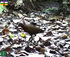Canirallus oculeus
