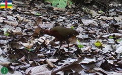 Canirallus oculeus