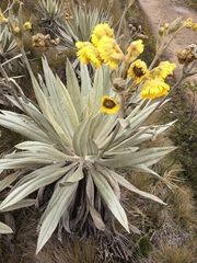 Espeletia grandiflora