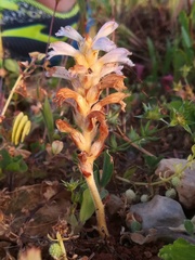 Phelipanche nana