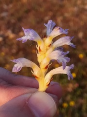 Phelipanche nana