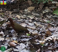 Canirallus oculeus