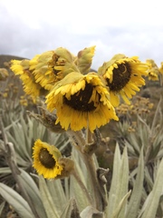 Espeletia grandiflora