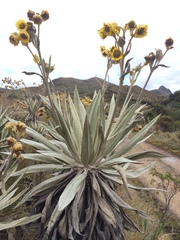Espeletia grandiflora