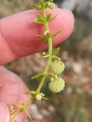 Galium verrucosum