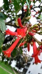 Iochroma fuchsioides