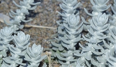 Achillea maritima maritima