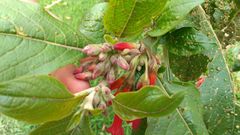 Iochroma fuchsioides