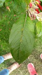 Iochroma fuchsioides
