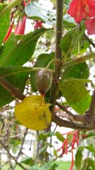 Iochroma fuchsioides