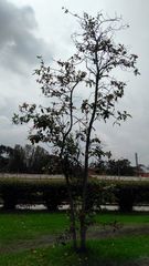 Iochroma fuchsioides