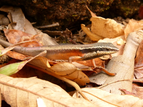 Carlia rostralis