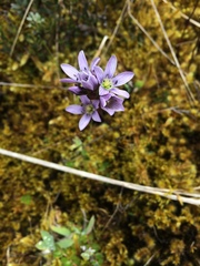 Gentianella corymbosa