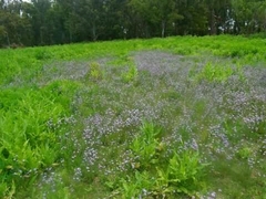 Sisyrinchium platense