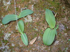 Platanthera elongata