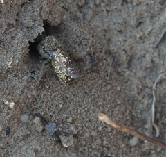 Colletes inaequalis