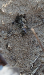 Colletes inaequalis