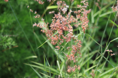 Melinis repens image