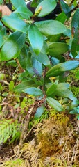 Gaultheria paniculata