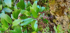 Gaultheria paniculata