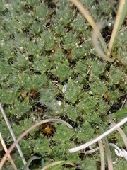 Veronica pulvinaris