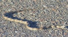 Philodryas psammophidea