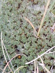 Veronica pulvinaris