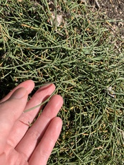 Ephedra sinica