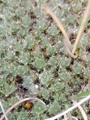 Veronica pulvinaris