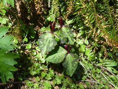 Trillium kurabayashii