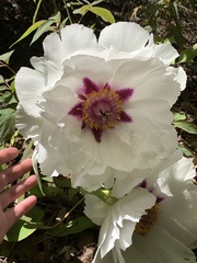 Paeonia suffruticosa