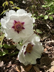 Paeonia suffruticosa