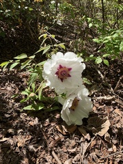 Paeonia suffruticosa