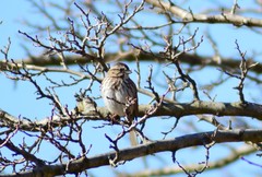 Melospiza melodia