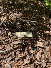 Paeonia suffruticosa