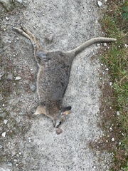 Notamacropus eugenii