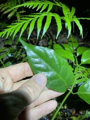 Gynochthodes umbellata