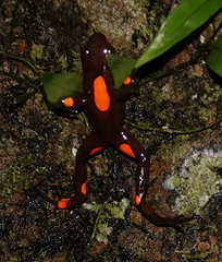 Oophaga histrionica