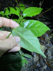 Gynochthodes umbellata