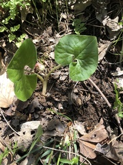 Asarum canadense reflexum