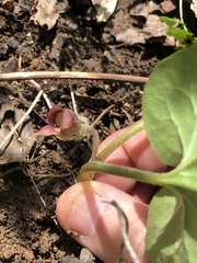 Asarum canadense reflexum