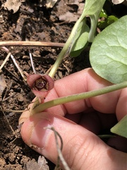 Asarum canadense reflexum