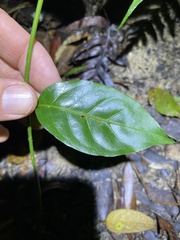 Gynochthodes umbellata