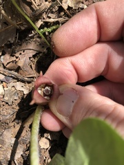 Asarum canadense reflexum