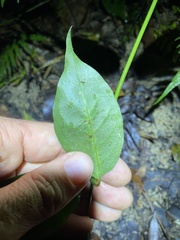 Gynochthodes umbellata